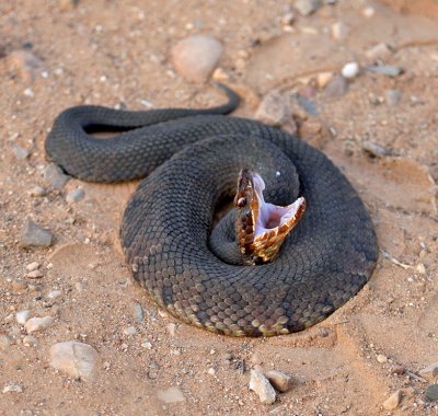 Western Cottonmouth