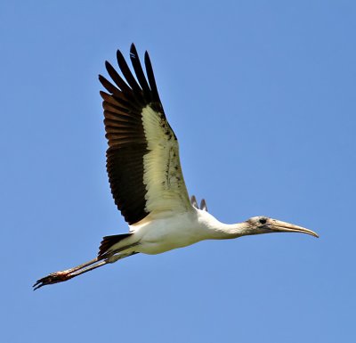 Wood Stork