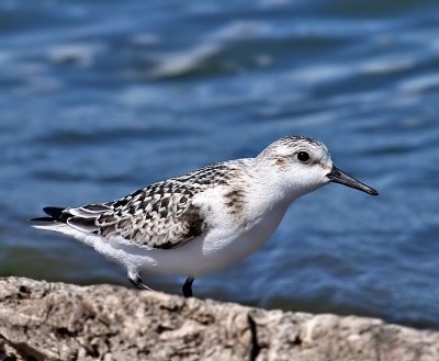 Sanderling