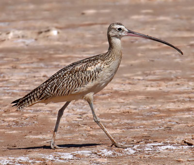 Long-billed Curlew