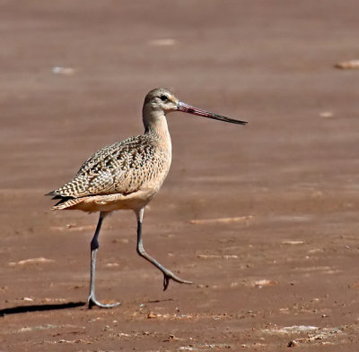 Marbled Godwit