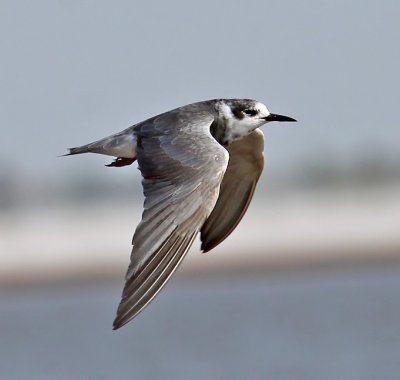 Black Tern
