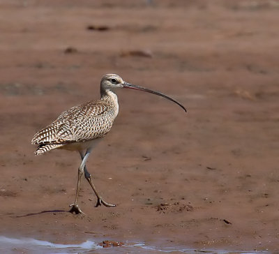 Long-billed Curlew