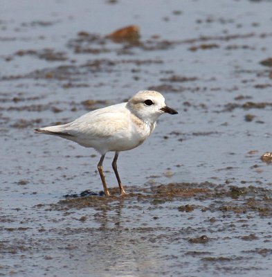 Snowy Plover