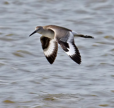 Willet