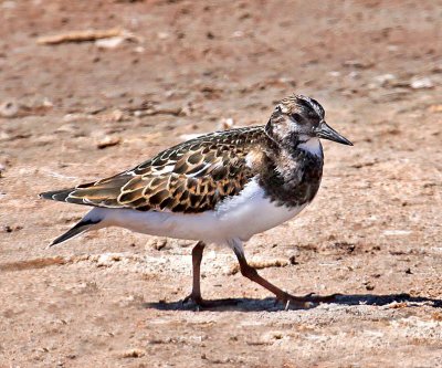 Ruddy Turnstone