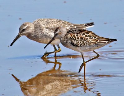 Red Knot and Stilt Sandpiper