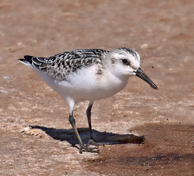 Sanderling