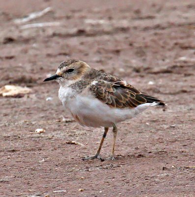 Mountain Plover