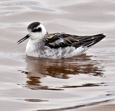 Red-necked Phalarope