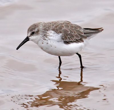 Western Sandpiper