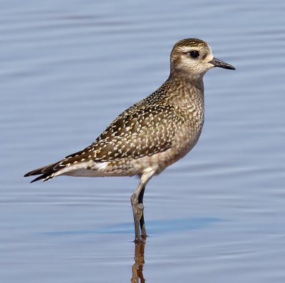 American Golden Plover