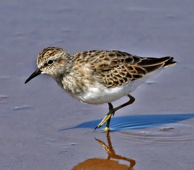 Least Sandpiper