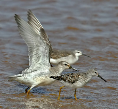 Red Knot