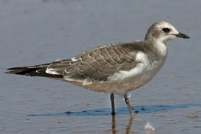Sabine's Gull