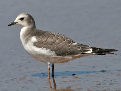 Sabine's Gull