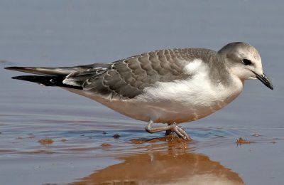 Sabine's Gull