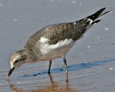 Sabine's Gull