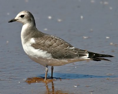 Sabine's Gull