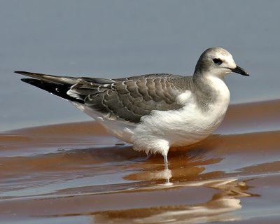 Sabine's Gull
