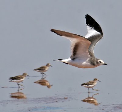 Sabine's Gull