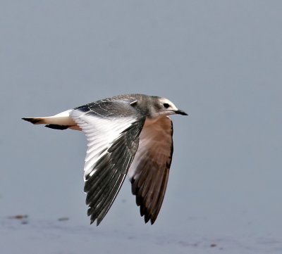 Sabine's Gull