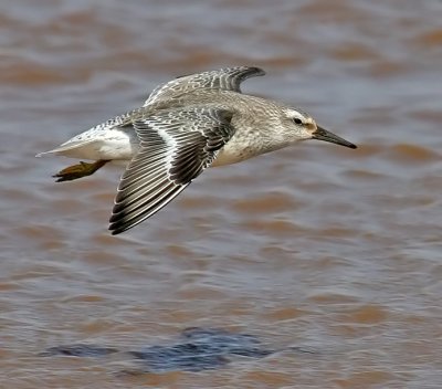 Red Knot