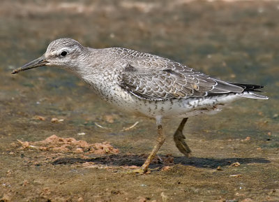 Red Knot