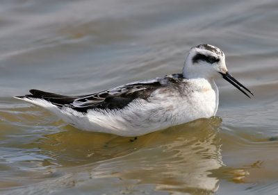 Red-necked Phalarope