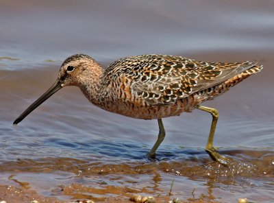 Long-billed Dowitcher