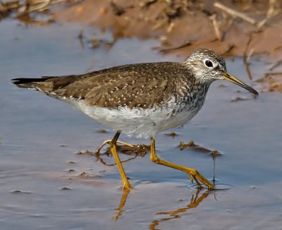Solitary Sandpiper