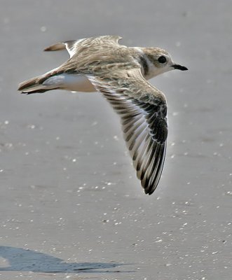 Snowy Plover