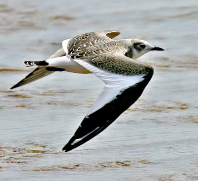 Sabine's Gull