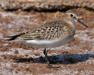 Baird's Sandpiper