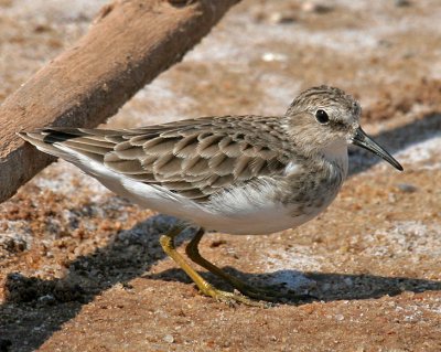 Least Sandpiper