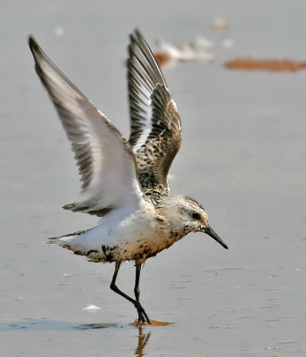 Sanderling