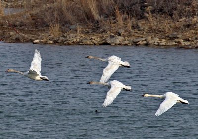 Tundra Swans