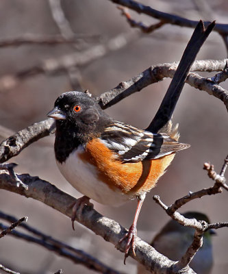 Spotted Towhee