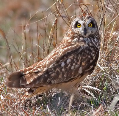 Short-eared Owl