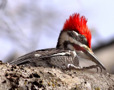 Pileated Woodpecker