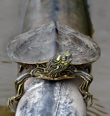 Ouachita Map Turtle