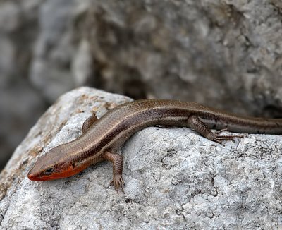 Common Five-lined Skink