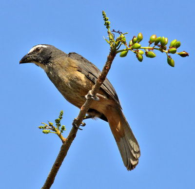 Buff-throated Saltator