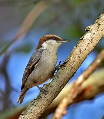 Brown-headed Nuthatch