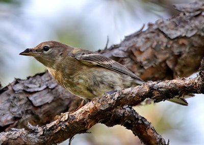 Pine Warbler