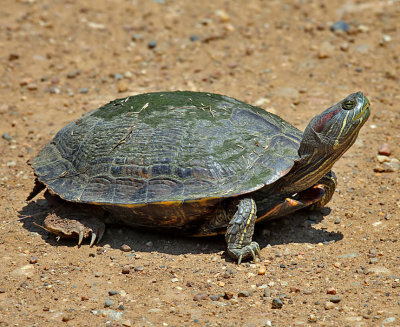 Red-eared Slider