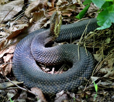 Western Cottonmouth