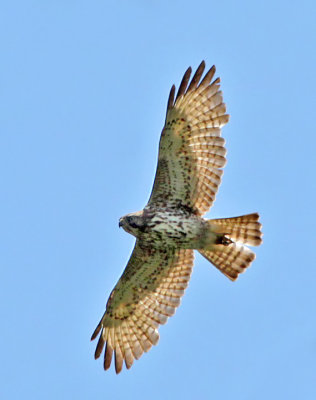 Broad-winged Hawk