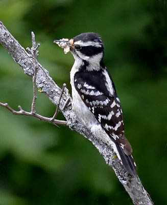 Downy Woodpecker