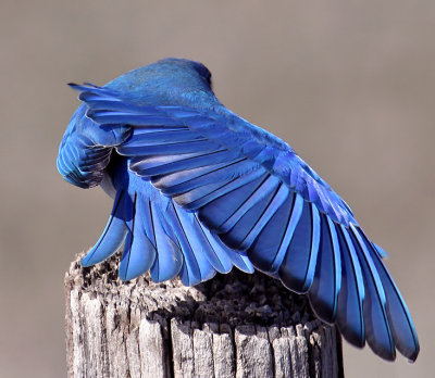 Mountain Bluebird